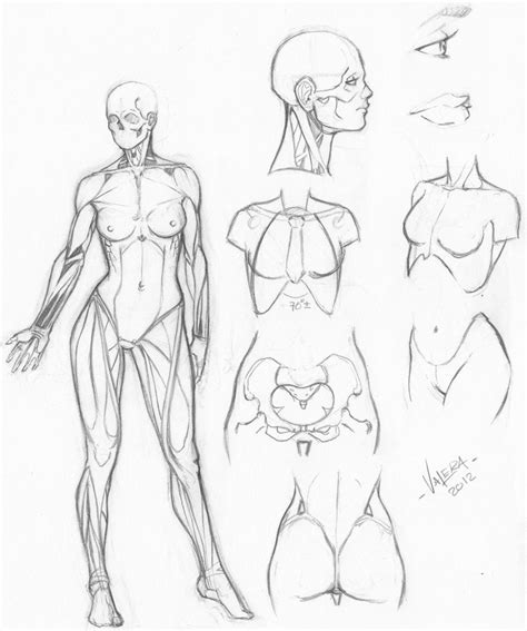 Random anatomy sketches 6 by RV1994 on deviantART | Arte de anatomía humana, Dibujos figura ...