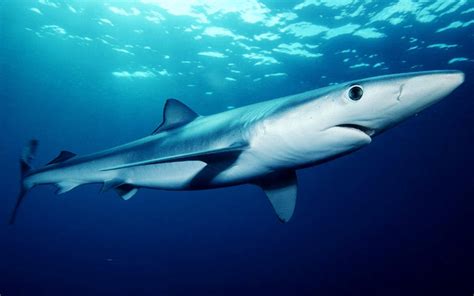 Blue Shark - Shark Facts and Information