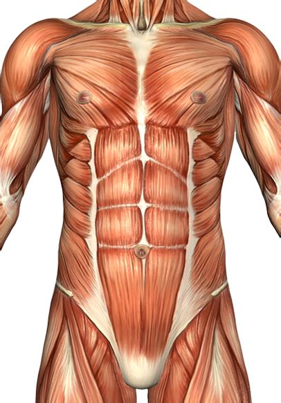 Human Anatomy Drawing, Human Body Anatomy, Muscle Anatomy, Abdominal Muscles Anatomy, Human Body ...