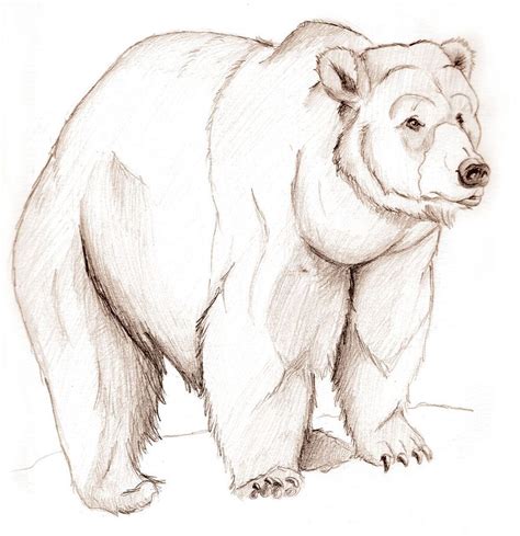 bear sketches | Bear sketch.. by UrsusArctos on deviantART Animal Sketches, Animal Drawings ...