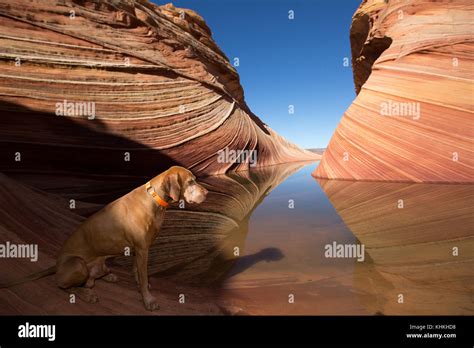 the wave in Coyote Butte Arizona Stock Photo - Alamy