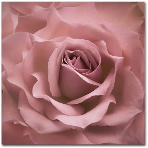 Trademark Fine Art 'Misty Rose Pink Rose' Canvas Art by Cora Niele - Walmart.com - Walmart.com