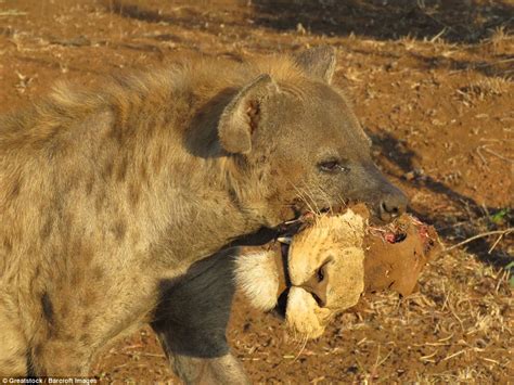 A hungry hyena in South Africa was spotted with a striking and audacious catch, making off with ...