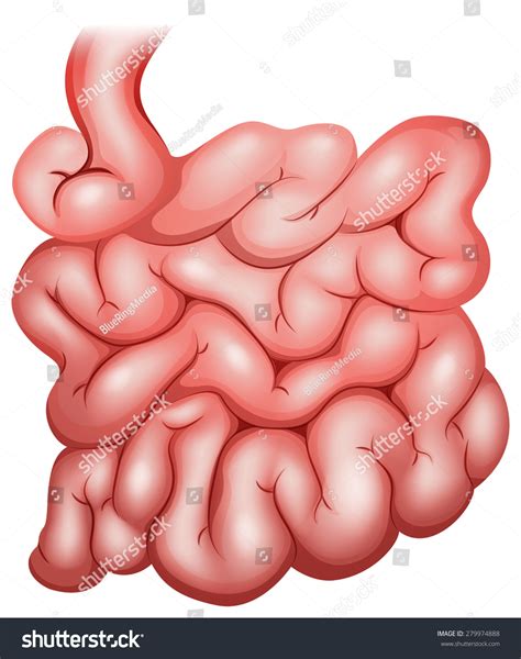 25,919 The Small Intestine Images, Stock Photos & Vectors | Shutterstock