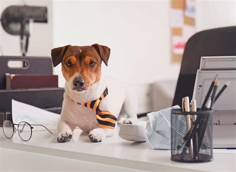 Here are the 13 best breeds of adorable office dog that will love going into work with you ...