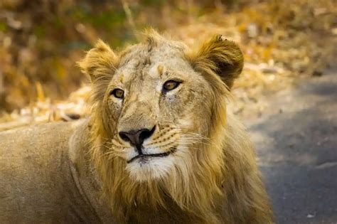 Asiatic lion | species data, conservation - BigCatsWildCats