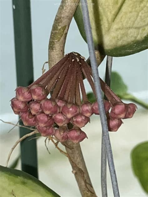 Hoya obovata - World of Succulents