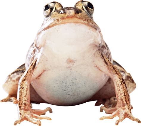 Image Bank Free: Frog Png Image PNG Image | Frog, Png images, Toad