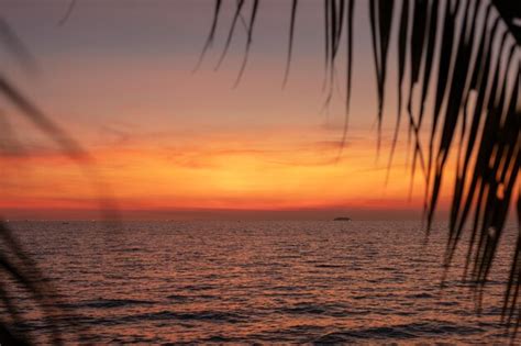 Premium Photo | Sunset on the beach of pattaya thailand with palm trees