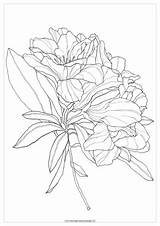 Rhododendron  Coloring Pages Flower Art Drawing Delphinium flowers sketch template