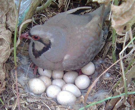 Old European culture: Painted eggs from Knossos