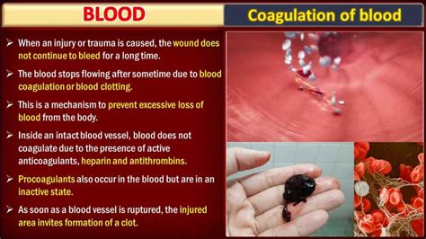 Blood Clotting: Mechanisms and Stages | Free Biology Notes - Rajus Biology