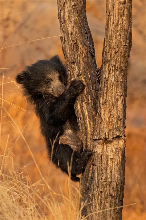 Climbing Sloth Bear Cub - Francis J Taylor Photography