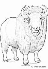 Musk Ox Coloring Page » Free Download Artus Art sketch template