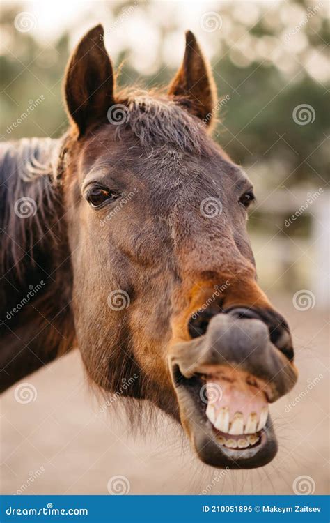 Neighing Horse. Royalty-Free Stock Photo | CartoonDealer.com #55451895