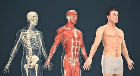 Human body (male) - 3D scene - Mozaik Digital Education and Learning