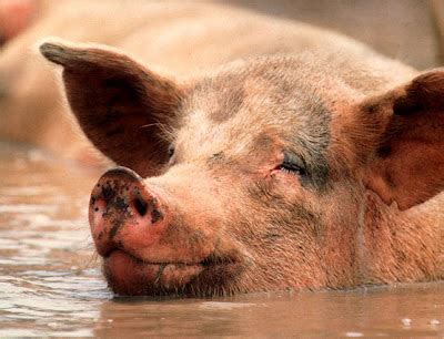 Curiosidades y fotos de animales: Cerdo