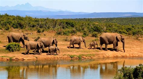 10 Best Chobe National Park Tours & Trips 2022/2023 - TourRadar