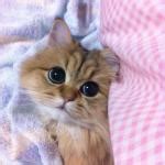 Cute cat Meme Generator - Imgflip