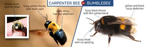 What Do Carpenter Bees Look Like | Carpenter Bee Identification Guide