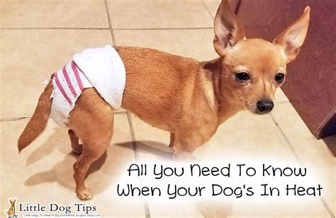 All You Need To Know When Your Dog's In Heat | Dog in heat, Dogs, Your dog