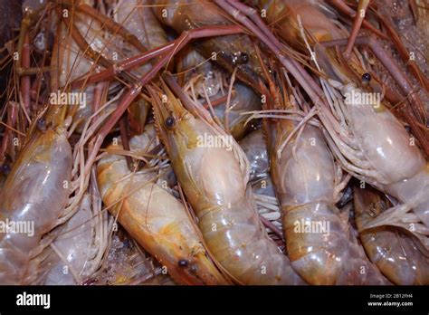 Close up of Fresh Prawns in a fish market. Prawns are also called as Jhinga machchi in Hindi and ...