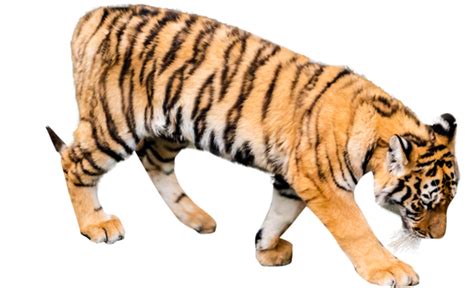 Tiger Cub Design PNG Transparent Images Free Download | Vector Files ...