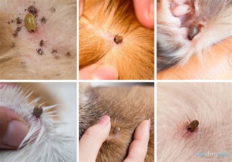 Can Ticks Burrow Under Dogs Skin