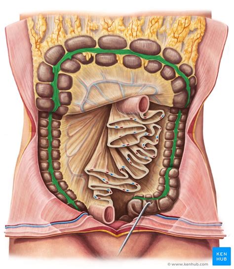 Mesentery Anatomy Functions Clinical Points Kenhub