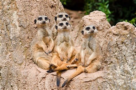 Royalty Free Meerkat Pictures, Images and Stock Photos - iStock