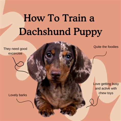 How to Train a Dachshund Puppy - Zigzag