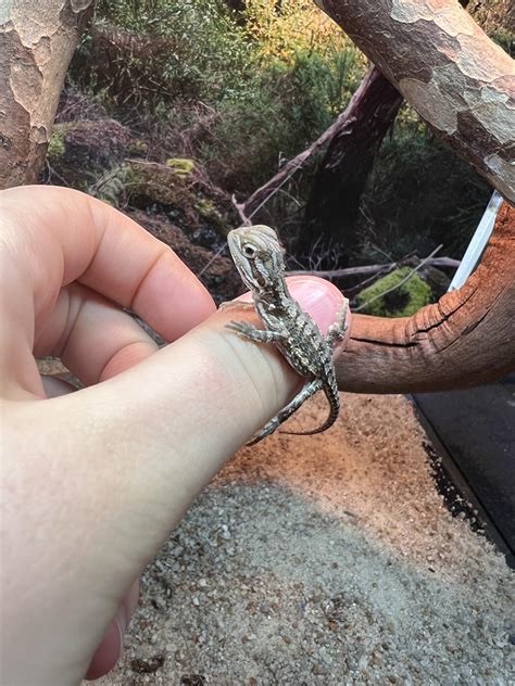 hatchy pygmy bearded dragon : r/tinyanimalsonfingers