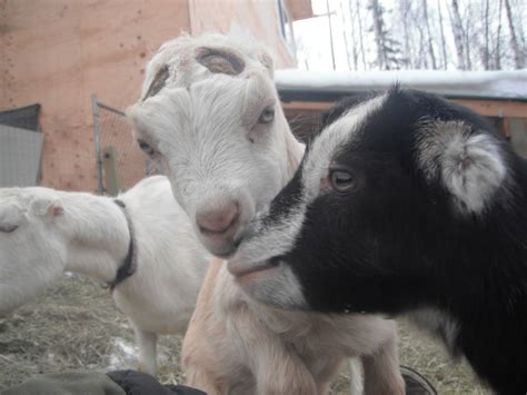 Wild Roots Homestead: Kids play with goat kids