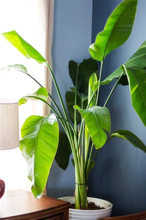 Pequeño bananero en interior | Big indoor plants, Plants, White bird of ...