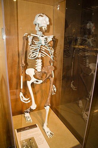Australopithecus afarensis - Wikipedia