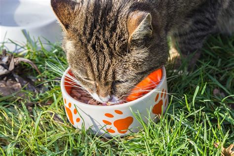 Cat Food Bowl · Free photo on Pixabay