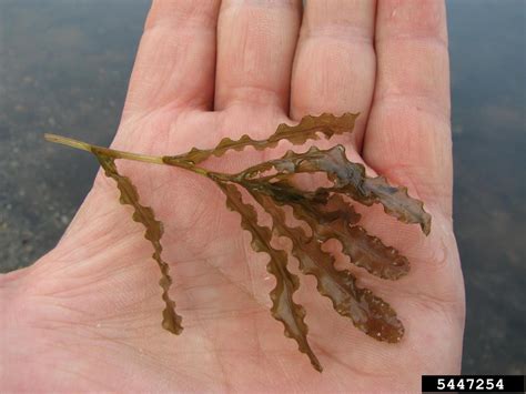 curly leaf pondweed (Potamogeton crispus L.)