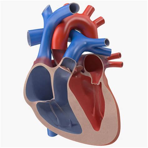 Heart Cutaway by PrModels | Human heart, Science projects for kids, Human