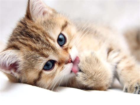 Download Look Into Those Adorable Baby Cat Eyes | Wallpapers.com