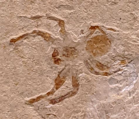 Louisville Fossils and Beyond: Arachnid Fossil