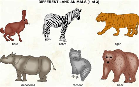 Introduction To Animals-Sponges Flashcards by ProProfs