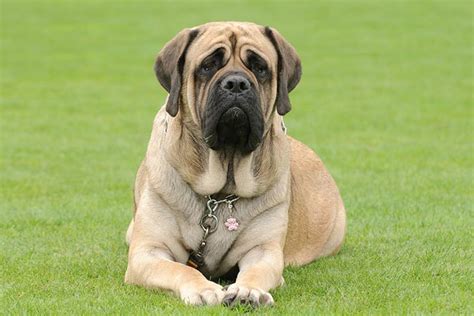 Mastiff vs. Bullmastiff: How to Tell the Difference – American Kennel Club