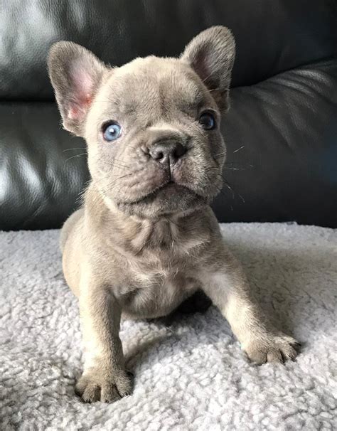 Lilac french bulldog puppies READY TO GO | in Carlisle, Cumbria | Gumtree