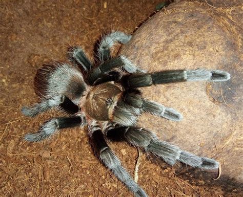 Tarantula: Laba-laba Eksotis dengan Banyak Spesies Menakjubkan - Sumber Informasi Hewan Peliharaanmu