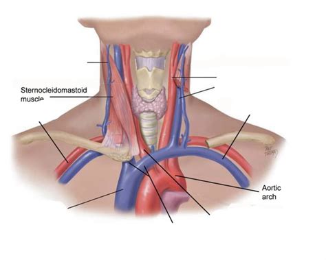 Anatomy - Neck - Branches of superior vena cava Diagram | Quizlet