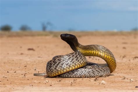 Understanding The Inland Taipan Bite - Animals Around The Globe