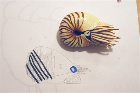 Chambered Nautilus Drawing at PaintingValley.com | Explore collection ...