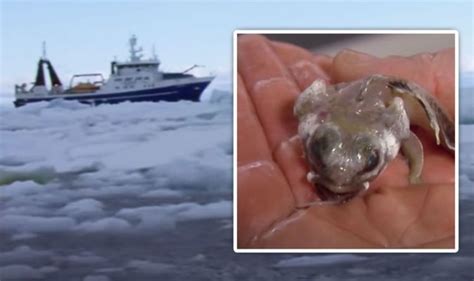 Antarctica breakthrough: Bizarre creatures ‘like nothing seen before’ discovered below ice ...
