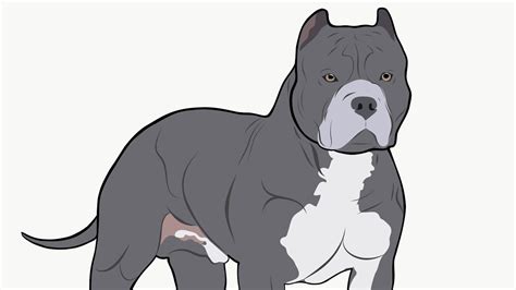 Big American bully drawing with Adobe Draw time lapse - YouTube