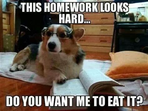 Nursing school homework | Funny dog memes, Funny animal quotes, Funny ...